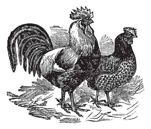 Mężczyzna i kobieta z rocznika Grawerowanie Dorking (kurczak) - Wektor, obraz