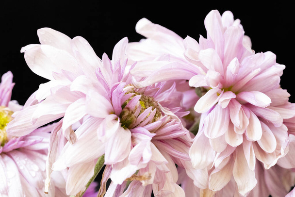 mooie roze bloemen op een zwarte achtergrond - Foto, afbeelding