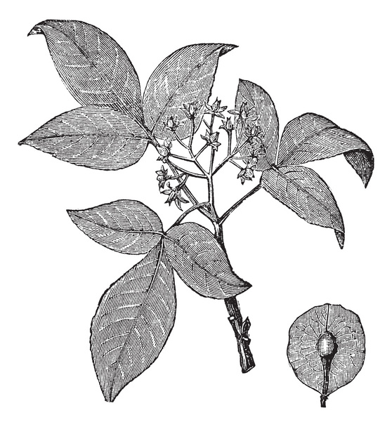 hoptree veya ptelea trifoliata vintage oyma - Vektör, Görsel