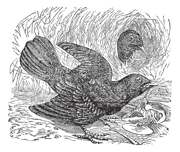 Gravure vintage Satin Bowerbird ou Ptilonorhynchus violaceus
 - Vecteur, image