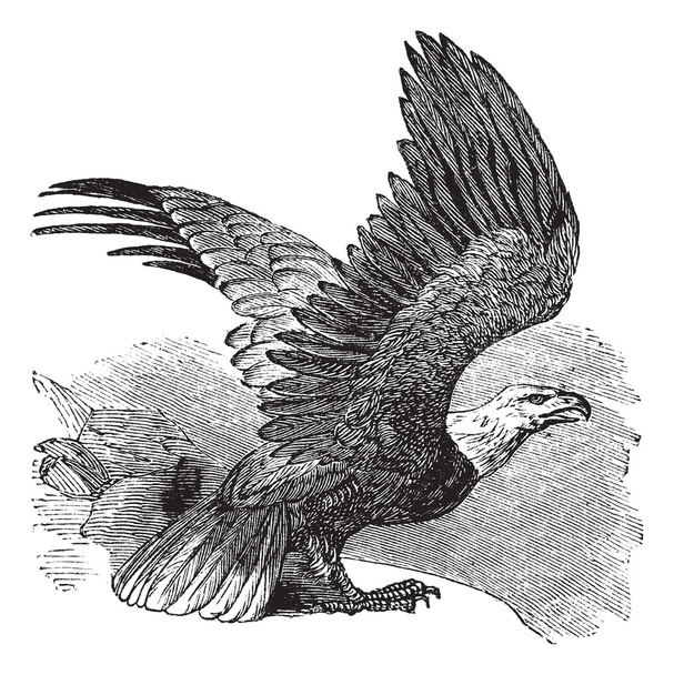 Лысый орел (Haliaeetus leucocephalus), винтажная гравировка
. - Вектор,изображение