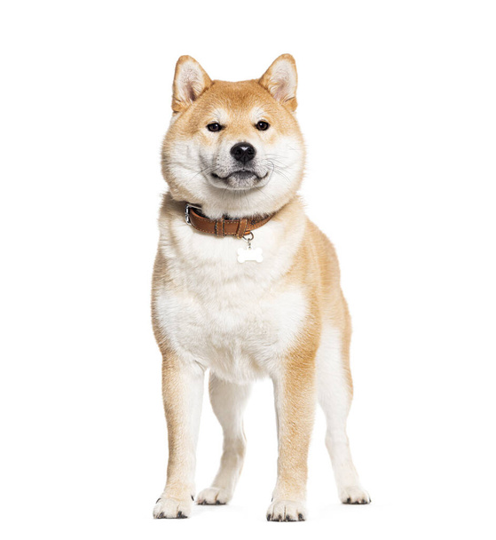 Shiba inu con un collar de perro, aislado en blanco - Foto, imagen