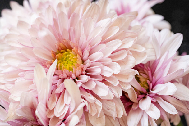 gyönyörű rózsaszín virágok egy fekete háttér - Fotó, kép