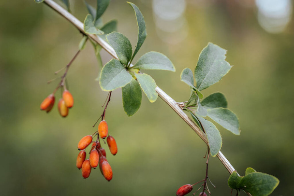 Berberis Thunberga with red fruits in autumn. Healthy red berries in the forest. Soft selective focus - Photo, Image