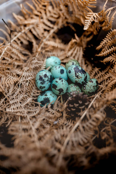 Голубые яйца в сухом папоротнике и сосновых шишках - Фото, изображение