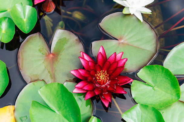 Blooming lotus flower, water lily. Sacred Lotus Nelumbo nucifera blossom in a pond. - Photo, Image