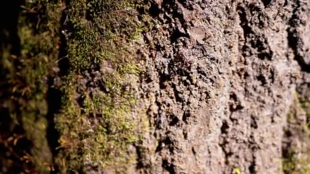 Κοντινό πλάνο, η αποικία των καστανών μυρμηγκιών σέρνεται στον φλοιό ενός δέντρου καλυμμένου με πράσινο Μος. Αργή κίνηση. Ανθίλη με τερμίτες σε ένα δέντρο στις ακτίνες του ήλιου. Εντομοκτόνα. Ιστορικό φλοιού δέντρου, φύση. Άγρια ζωή. - Πλάνα, βίντεο