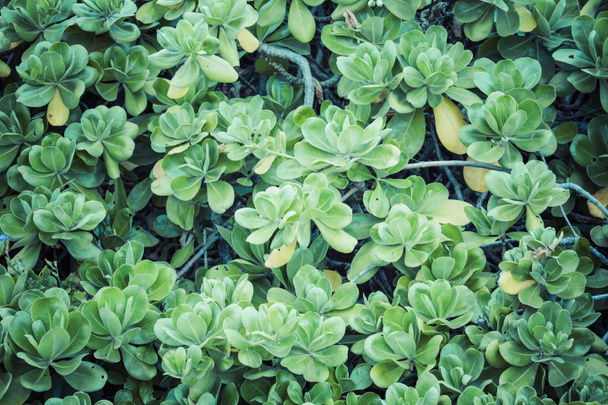 Green plants on Hawaii, USA. - Photo, Image