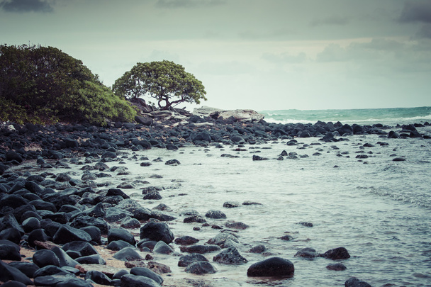 Καρύδα φοίνικα στην αμμώδη παραλία στη Χαβάη σε Kapaa, Kauai - Φωτογραφία, εικόνα