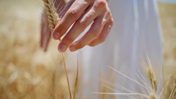 Lady prsty dotýkají krásné pšenice na slunci venkovské ráno detailní záběr. Neznámá žena hladí plodiny rostoucí na ekologické farmě. Dívka ruka pocit zralý žitné hřeby textury na poli. Čas sklizně - Záběry, video