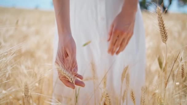 Kadın elleri dikenli sahanın yakınına dokunuyor. Tanınmayan bir kadın tarımsal tahılların tadını çıkarıyor. Kız parmak uçları yazın buğdayı nazikçe birbirine bağlıyor. Organik altın hasat mevsimi - Video, Çekim