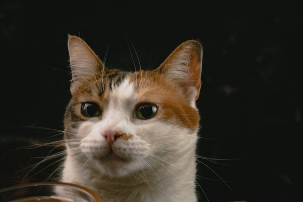 dreifarbiges Katzenkopf-Porträt mit dunklem Hintergrund - Foto, Bild