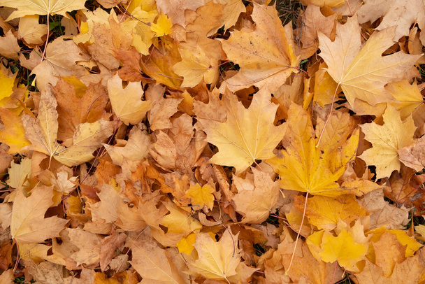 Orange yellow autumn leaves top view. Autumn season aesthetic natural background. - Photo, Image
