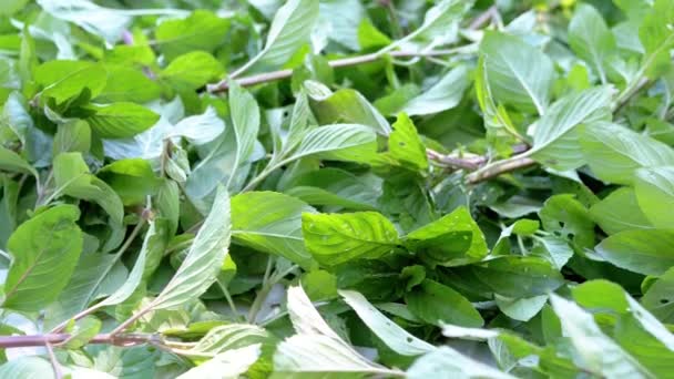 Fresh Juicy Green Mint Leaves are Dried in Sun in the Fresh Air. An abundance of harvested mint outdoors. Harvest. Sunbeam. Camera movement. Nature. Herb for tea. Close-up. Backgrounds, texture. - Footage, Video