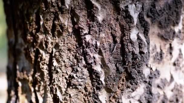 Κοντινό πλάνο, ο στρατός των καφέ μυρμηγκιών σέρνεται στο φλοιό ενός δέντρου στο έντονο φως του ήλιου. Αργή κίνηση. Ανθίλη με τερμίτες σε ένα δέντρο στις ακτίνες του ήλιου. Εντομοκτόνα. Ιστορικό φλοιού δέντρου, φύση. Θολή. Άγρια ζωή. - Πλάνα, βίντεο