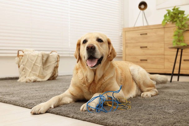 Naughty Labrador Retriever dog near damaged electrical wire at home - Foto, afbeelding