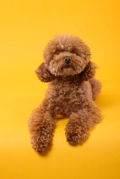 Aranyos Maltipoo kutya narancssárga háttérrel. Szép kisállat. - Fotó, kép