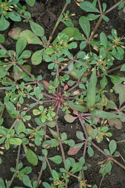 モルゴ・ヴァティチリラータ(緑のカーペット,インドのひよこ,悪魔のグリップ,ウォーホルド・チックウィード). この植物は,歴史的に野菜として,または薬効のために使用されています - 写真・画像