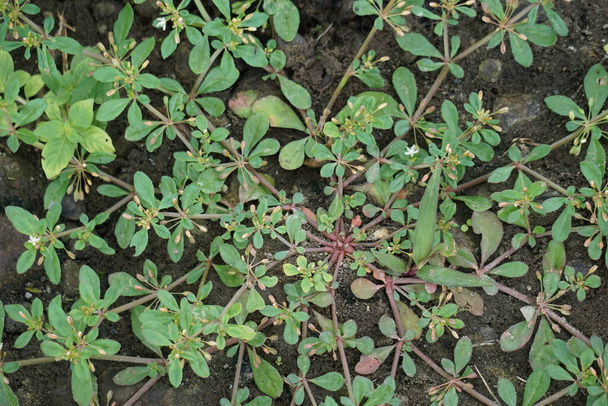 Mollugo verticillata (zelený koberec, indiánské řasy, ďáblův chvat, spirálovité řapíky). Tyto rostliny byly historicky využívány jako zelenina nebo pro léčebné účely - Fotografie, Obrázek