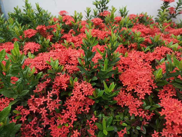 piros Ixora virág Virágok bokor zöld fa a természetben háttér - Fotó, kép