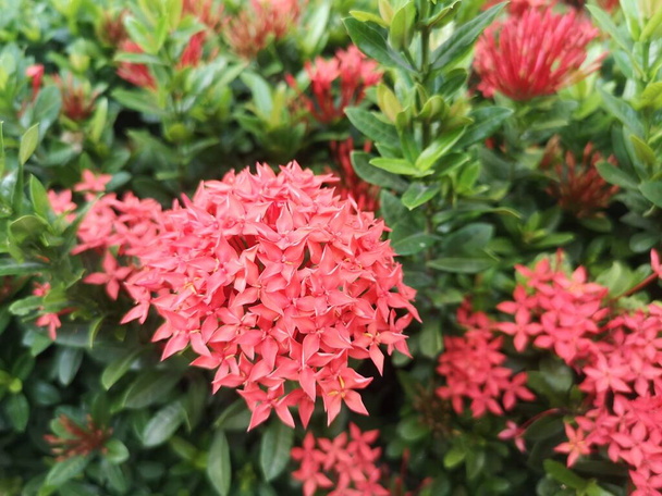 piros Ixora virág Virágok bokor zöld fa a természetben háttér - Fotó, kép