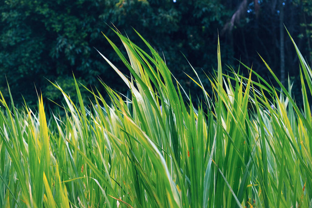 ジャイアント・ナピエ・キング・グラスは,アフリカの草原に生息する熱帯草です. それは一般的に象の草またはウガンダの草と呼ばれ,動物の飼料として頻繁に使用されます - 写真・画像
