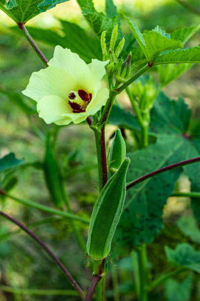 Lady Finger egy virágzó növény. Ez a botanikai neve Abelmoschus esculentus, Ladyfingers Caladenia catenata egy orchidea - Fotó, kép