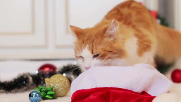 Kızıl bir kedi Noel Baba 'nın şapkasını kokluyor. Sıcak, sade bir ortam ve bir evcil hayvan. Kedi ve Yeni Yıl. Noel dekorunun arasında güzel bir kedi - Video, Çekim