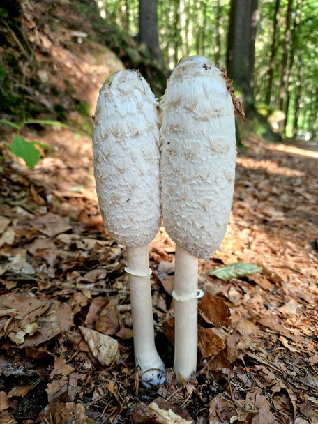 champignon parasol, est un champignon basidiomycète avec un grand corps fructifiant proéminent ressemblant à un parasol. C'est une espèce assez commune sur des sols bien drainés. On le trouve solitaire ou en groupes et en fées - Photo, image