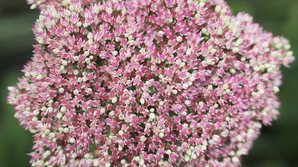 クローズアップパステルライラック花は,分解された緑の背景にテレファムを堆積します 2 - 写真・画像