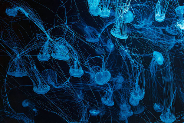 podvodní fotografie krásné malajské moře medúzy chrysaora chinensis zblízka - Fotografie, Obrázek