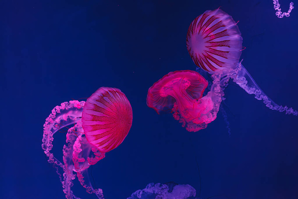 underwater shooting of beautiful jellyfish Chrysaora hysoscella close up - Photo, Image