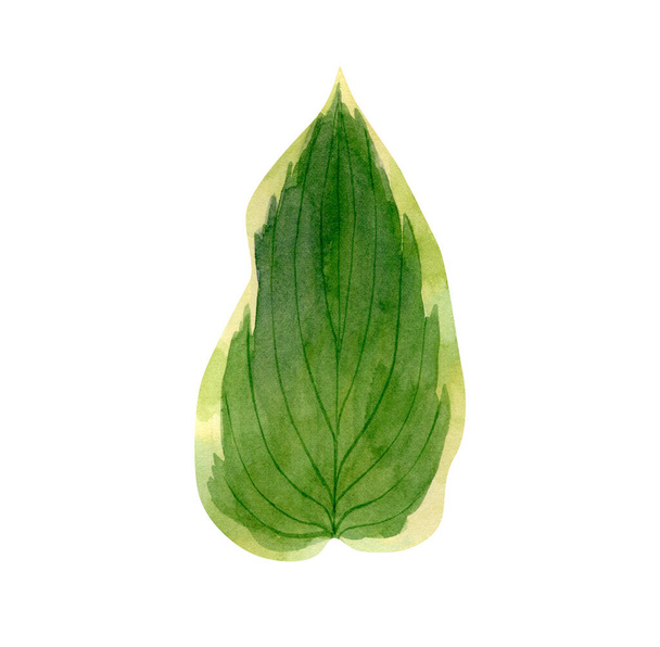 Hosta Bobcat liść akwarela ilustracja.Botaniczna ilustracja zielonego liścia do projektowania plakatów, wystrój, druki - Zdjęcie, obraz