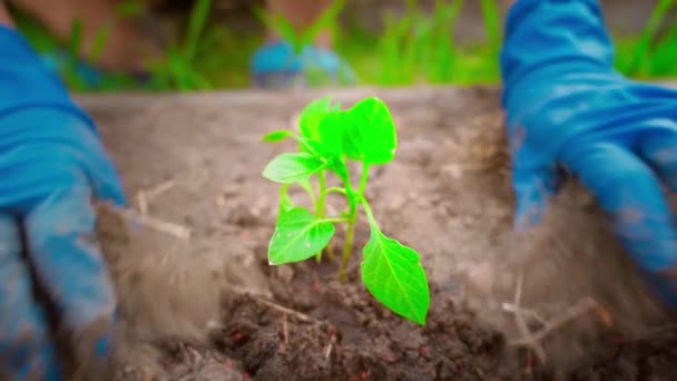 Lastik eldivenli eller bahçe toprağına dolma biber tohumları ekiyor, yakın plan. Yüksek kaliteli FullHD görüntüler - Video, Çekim