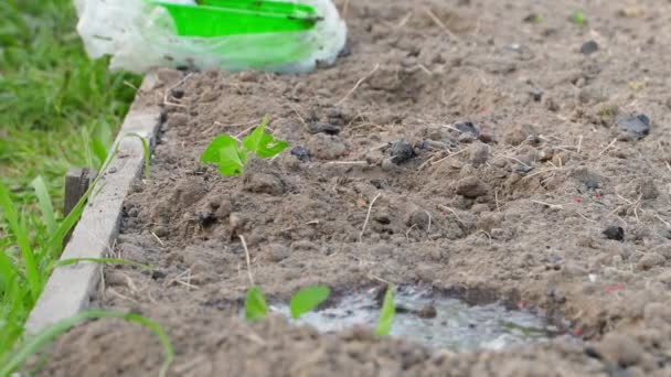 Innaffiare il terreno con acqua prima di piantare piantine di peperoni dolci. La mano versa acqua nel buco del giardino con una piantina di semenzaio. Filmati 4k di alta qualità - Filmati, video