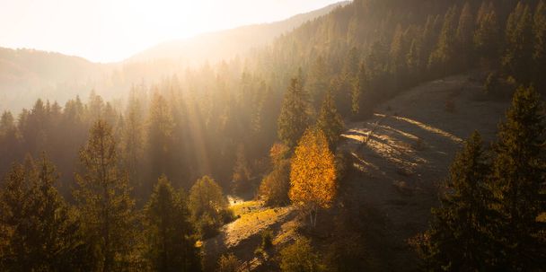 ミスティ・フォレスト・マジック:山の荒野の秋の日の出 - 写真・画像