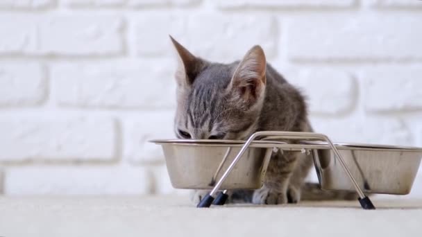 Lindo gatito divertido beber leche en casa, vista frontal, pared de ladrillo blanco - Imágenes, Vídeo