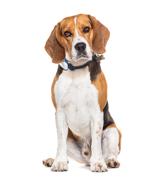 Istuu ja katselee kameraa Beagle koira yllään koira kaulus, eristetty valkoinen - Valokuva, kuva