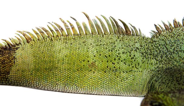 Close-up da pele e crista dorsal de um dragão de água chinês, Physignathus cocincinus - Foto, Imagem