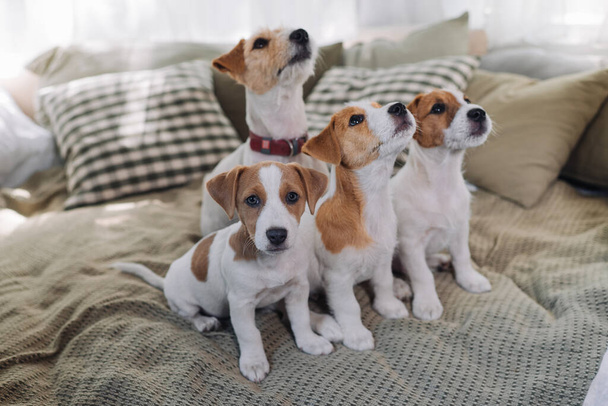 Bir grup komik köpek yalan söylüyor ve bir yatakta oturuyor. Dört Jack Russell Terrier köpeği kameraya bakın.. - Fotoğraf, Görsel