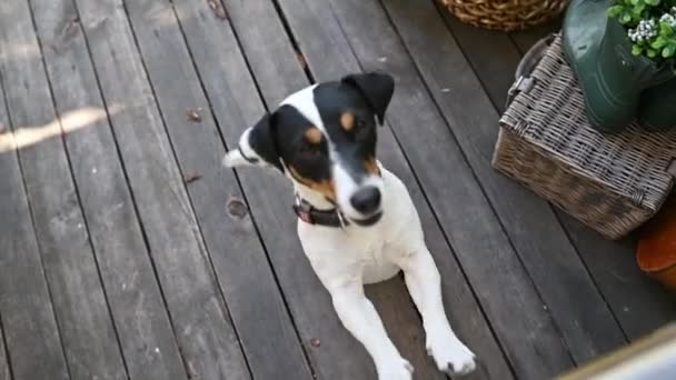 un chien mignon Jack Russell terrier se tient sur ses pattes arrière et regarde la caméra sur la terrasse - Séquence, vidéo