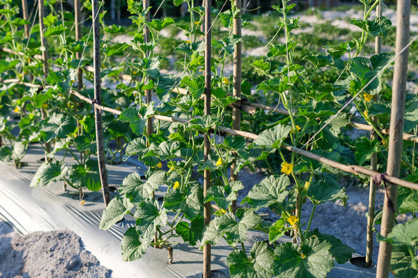 Tarladaki organik bir çiftlikte çiçekli salatalık Melo bitkisi. - Fotoğraf, Görsel