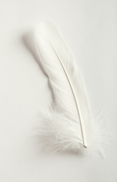 White feather on white background - Foto, Imagem