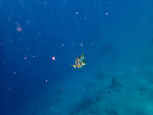 Emperador trompeta en el arrecife de coral del Mar Rojo - Foto, Imagen