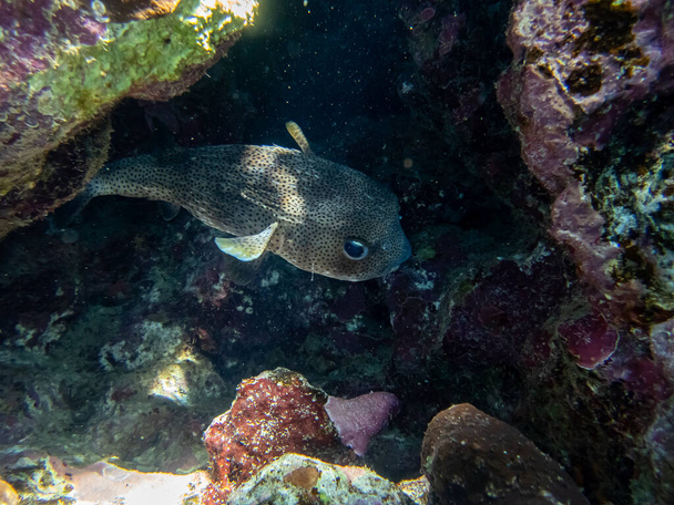 紅海のサンゴ礁のキシクシュタヒスシュタジルス - 写真・画像