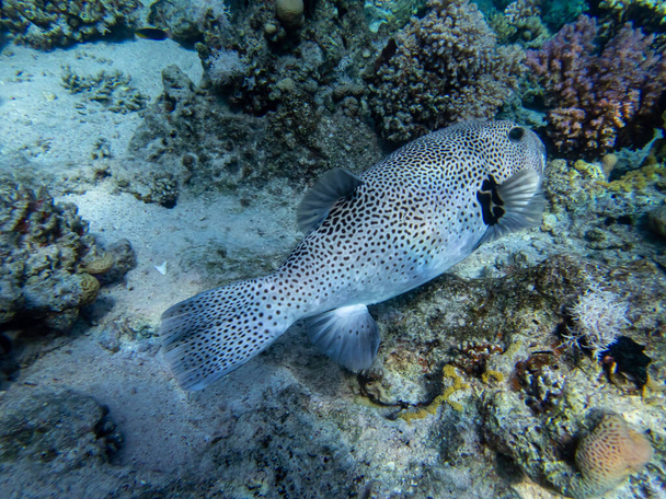 Циклічний риф у червономорському кораловому рифі - Фото, зображення