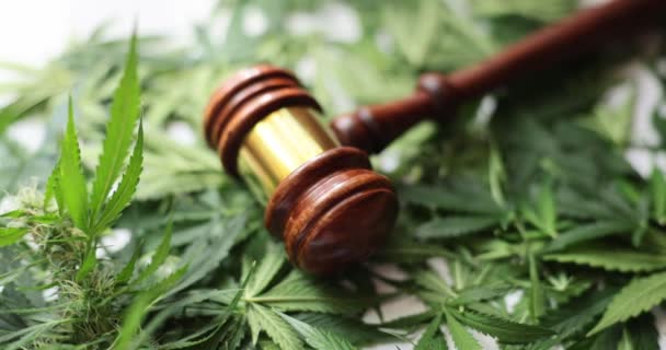 Juge gavel en bois sur pile de feuilles de cannabis vert sur surface blanche. Loi réglementant le concept de consommation de chanvre. Idée de légalisation des drogues - Séquence, vidéo