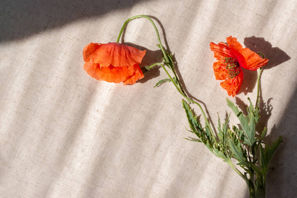 Rood verwelkte papaver bloemen op beige linnen achtergrond met zonlicht schaduwen. Memorial, Herinnering, Wapenstilstand dag levensstijl concept. - Foto, afbeelding