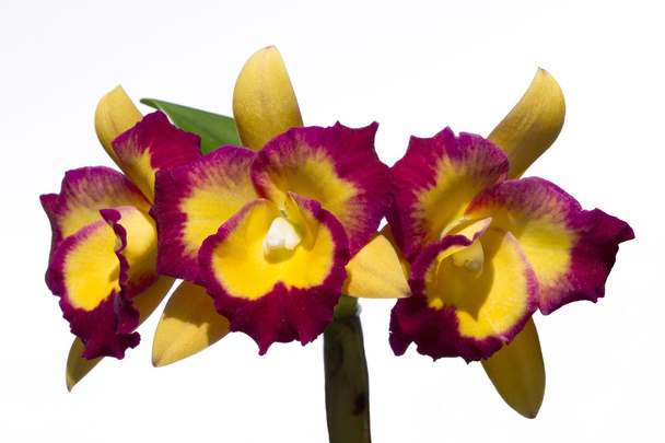 Cattleya orchid bloem - Foto, afbeelding