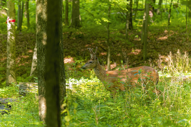 Il cervo dalla coda bianca o cervo della Virginia (Odocoileus virginianus) - Foto, immagini